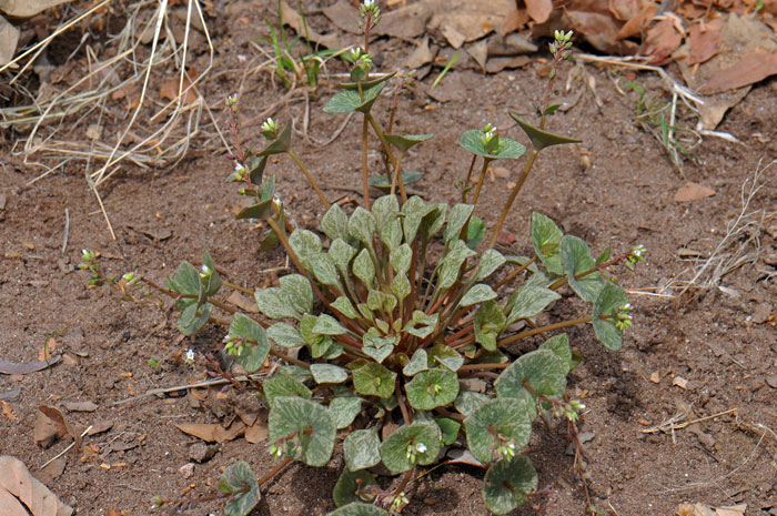 Claytonia parviflora, Streambank Springbeauty